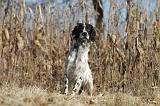 SETTER ANGLAIS 090